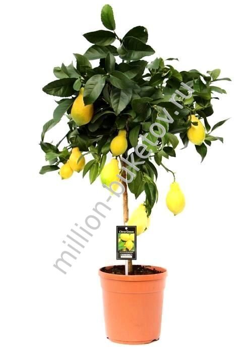 Лимонное дерево 90 см
