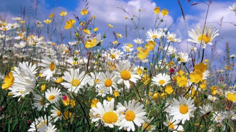 Картинки полевые цветы красивые для женщины с пожеланиями (65 фото)
